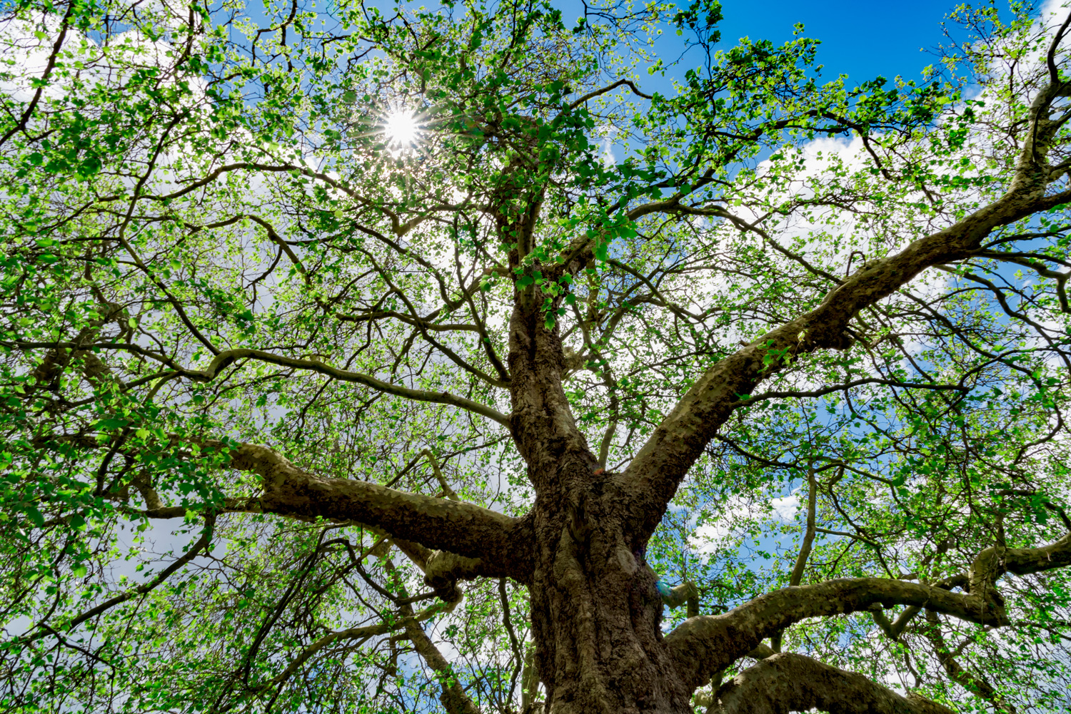 Kronereduksjon Kragerø utført av VDV trefelling for trygg og effektiv trepleie i hager og grøntområder.